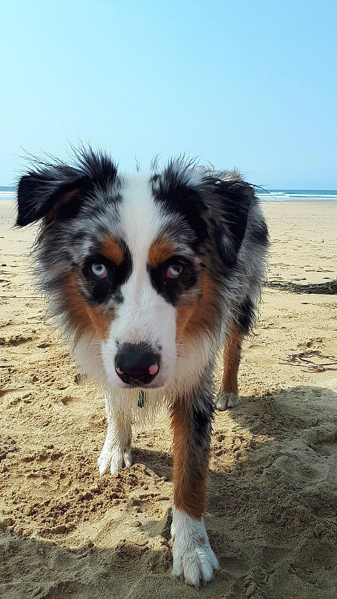 Cersey participe au concours pour gagner de l'argent avec cette photo : australian_collie, australian_shepherd, beach, border_collie, canidae, carnivore, companion_dog, dog, dog_breed, eye, fur, herding_dog, plant, sky, snout, sporting_group, tree, water, whiskers, working_dog
