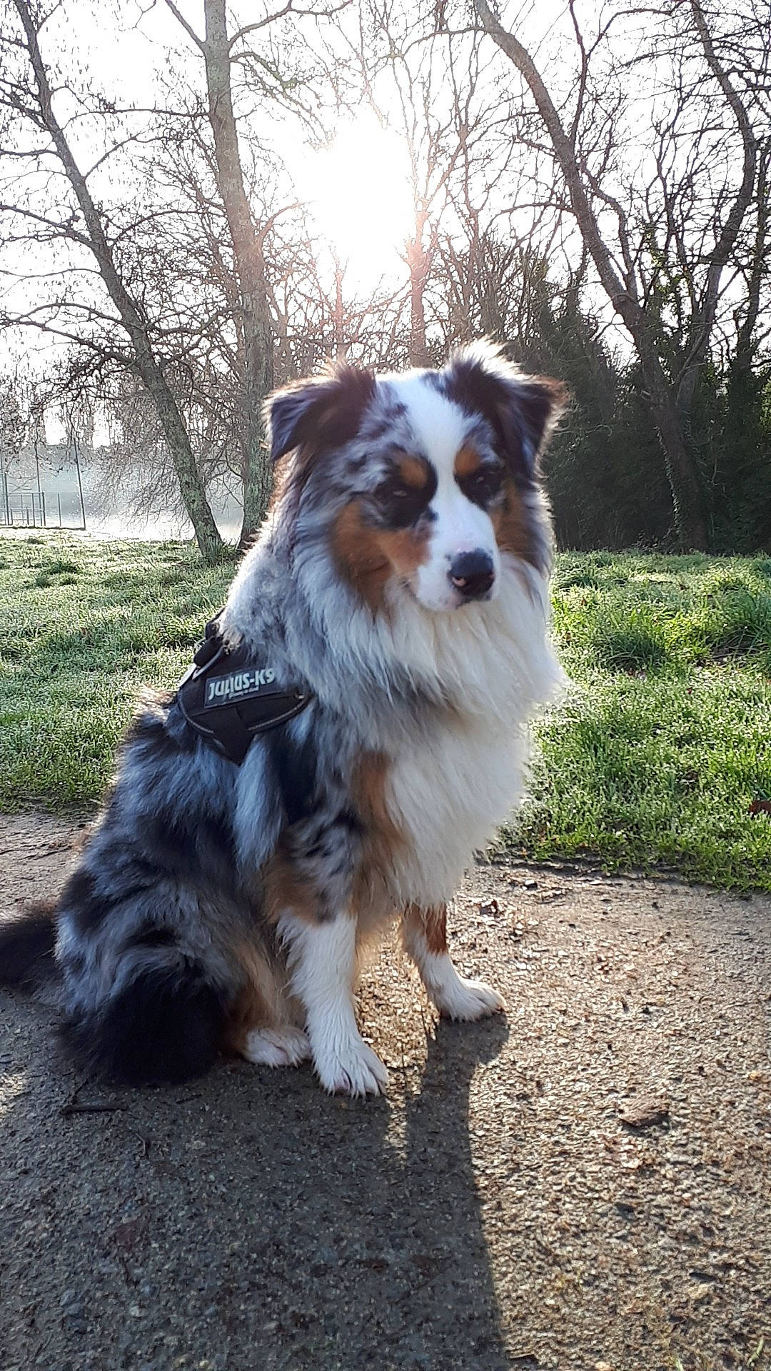 Cersey participe au concours pour gagner de l'argent avec cette photo : australian_shepherd, canidae, carnivore, companion_dog, dog, dog_breed, fur, grass, herding_dog, miniature_australian_shepherd, plant, sky, snout, sporting_group, terrestrial_animal, toy_dog, tree, whiskers, working_animal, working_dog