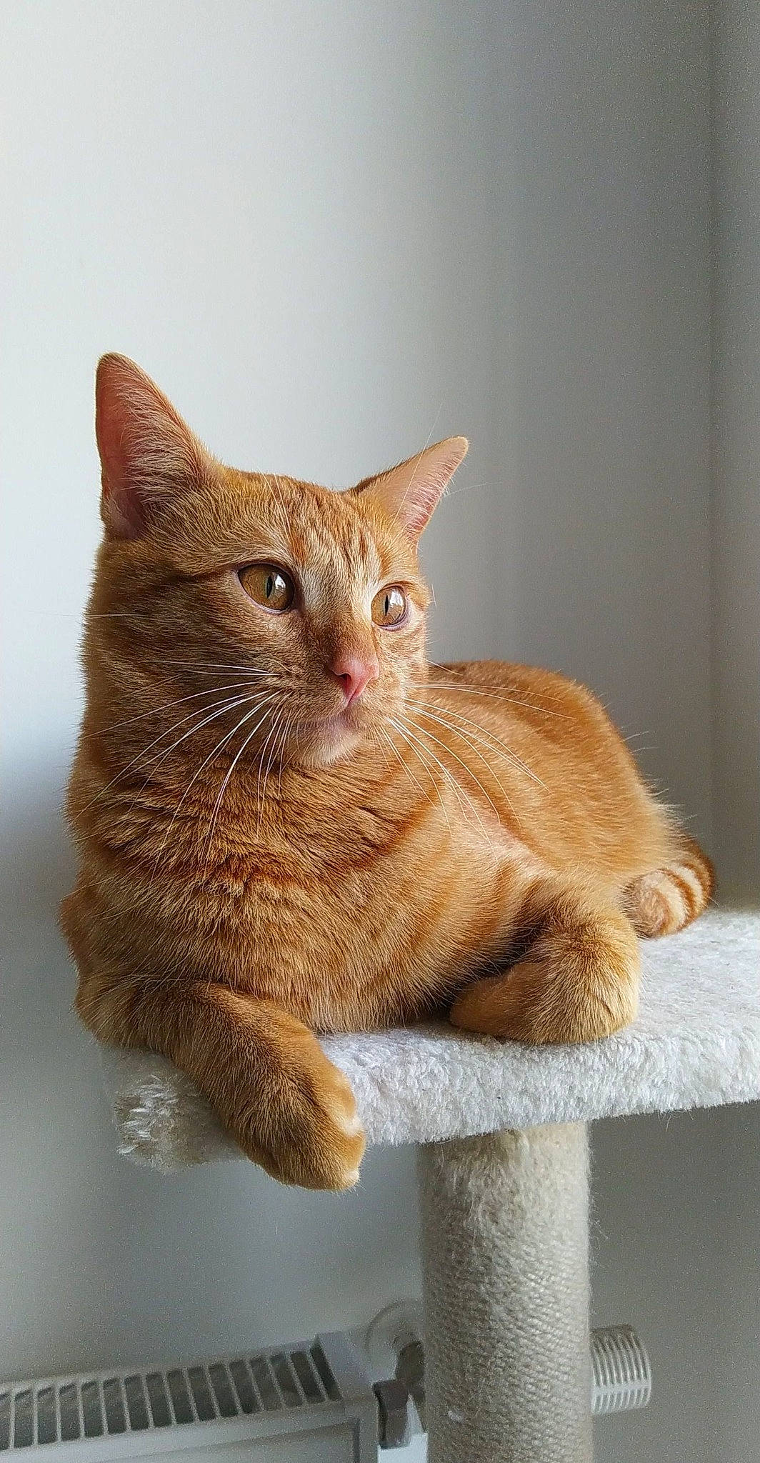 Ronald a rejoint le concours — aidez-le/la à gagner de superbes lots ! carnivore, cat, claw, domestic_short_haired_cat, eye, fawn, felidae, fur, paw, peach, sitting, small_to_medium_sized_cats, snout, tail, terrestrial_animal, whiskers, window, wood