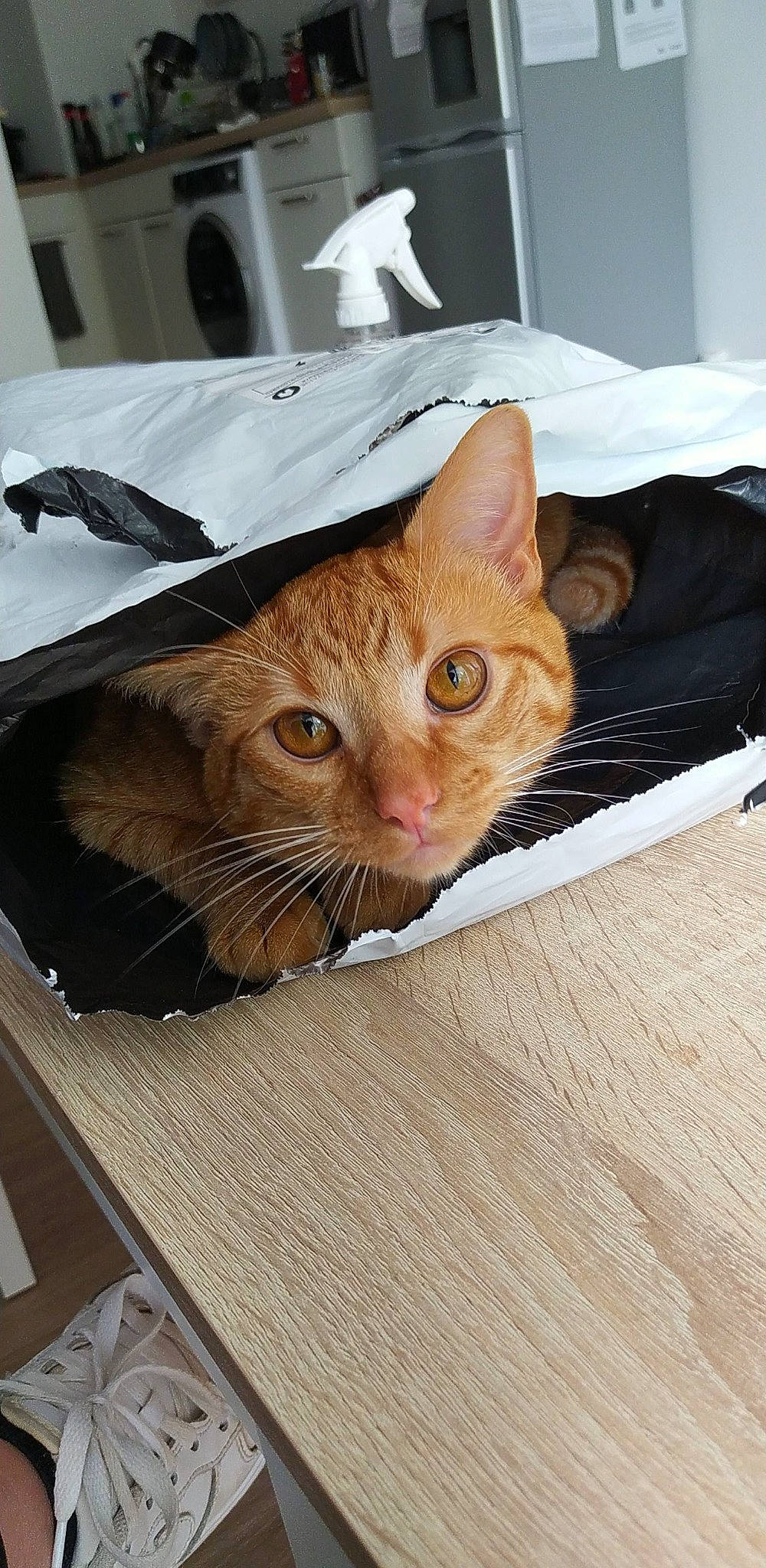 Ronald participe au concours pour gagner de l'argent avec cette photo : box, brown, cardboard, carnivore, cat, cat_supply, comfort, domestic_short_haired_cat, fawn, felidae, fur, hardwood, paper_product, pet_supply, small_to_medium_sized_cats, snout, tail, whiskers, window, wood