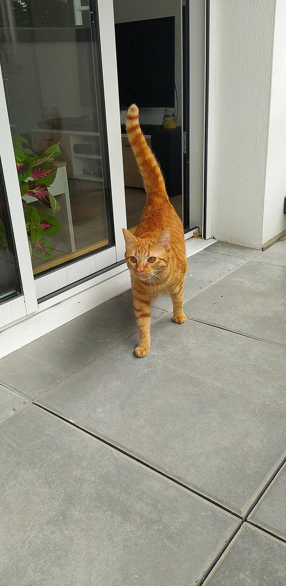 Ronald a rejoint le concours — aidez-le/la à gagner de superbes lots ! carnivore, cat, claw, domestic_short_haired_cat, door, fawn, felidae, floor, flooring, foot, fur, leg, plant, small_to_medium_sized_cats, snout, tail, terrestrial_animal, whiskers, window, wood