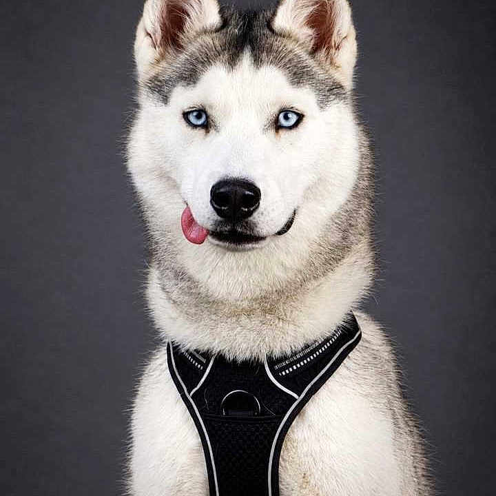 Arrow a rejoint le concours — aidez-le/la à gagner de superbes lots ! dog, husky, siberian_husky, pet, canine, animal, portrait, studio, close_up, blue_eyes, white_fur, gray_fur, pointed_ears, tongue_out, black_harness, sitting, front_view, fluffy, domestic_animal, dark_background