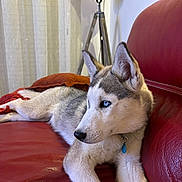 Arrow a rejoint le concours — aidez-le/la à gagner de superbes lots ! dog, puppy, siberian_husky, blue_eyes, red_couch, leather, blanket, indoor, lamp, tripod_lamp, fur, pet, canine, resting, looking_away, collar, domestic_animal, household, furniture, cozy