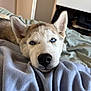 Arrow participe au concours pour gagner de l'argent avec cette photo : husky, puppy, dog, blue_eyes, resting, blanket, indoor, cozy, fur, cute, pet, animal, lying_down, close_up, nose, ears, bedroom, soft, relaxed, young_dog