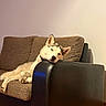 Arrow a rejoint le concours — aidez-le/la à gagner de superbes lots ! dog, husky, puppy, canine, sleeping, relaxed, sitting, armchair, furniture, living_room, indoors, portrait, pet, floppy_ears, paws, black_and_white, brown_couch, warm_lighting, tile_floor, resting