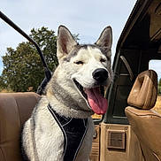 Arrow participe au concours pour gagner de l'argent avec cette photo : dog, husky, siberian_husky, canine, pet, animal, fluffy, white_and_gray, tongue_out, open_mouth, happy, smiling, sitting, harness, car, vehicle, vintage_vehicle, leather_seats, outdoor, trees
