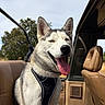 dog, husky, siberian_husky, canine, pet, animal, fluffy, white_and_gray, tongue_out, open_mouth, happy, smiling, sitting, harness, car, vehicle, vintage_vehicle, leather_seats, outdoor, trees