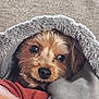Lucario joined the competition — help win amazing prizes! dog, puppy, blanket, cozy, snug, fur, pet, animal, cute, indoors, closeup, face, expression, resting, warm, comfort, soft, brown, black_nose, eyes