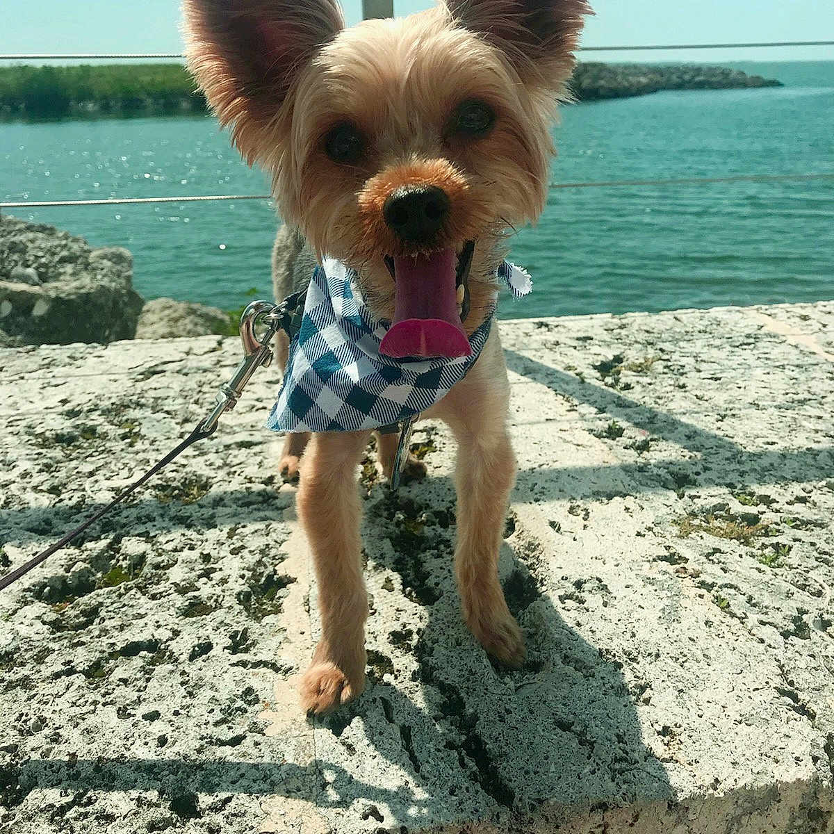 Lucario is registered to the contest to win money with this photo: animal, bandana, blue_sky, canine, daylight, dog, ears, happy, leash, nature, outdoor, pet, portrait, rocks, sea, small_dog, stone_surface, sunny, tongue, water