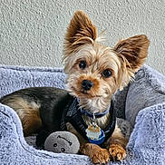 Lucario is registered to the contest to win money with this photo: dog, small_dog, plush_bed, toy, stuffed_toy, ears, collar, tags, harness, cute, pet, indoor, cozy, relaxed, fur, paw, looking_at_camera, animal, companion, home