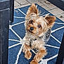 Lucario joined the competition — help win amazing prizes! dog, small_dog, yorkshire_terrier, pet, animal, fur, ears, collar, tag, carpet, pattern, blue, white, indoor, floor, paws, cute, looking_up, relaxed, furniture
