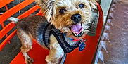 Lucario is registered to the contest to win money with this photo: dog, small_dog, happy, leash, harness, orange_chair, metal_table, ears, tongue, pet, animal, outdoor, brick_wall, concrete_floor, collar, tag, smiling, domestic_animal, canine, cute