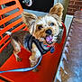 dog, small_dog, happy, leash, harness, orange_chair, metal_table, ears, tongue, pet, animal, outdoor, brick_wall, concrete_floor, collar, tag, smiling, domestic_animal, canine, cute
