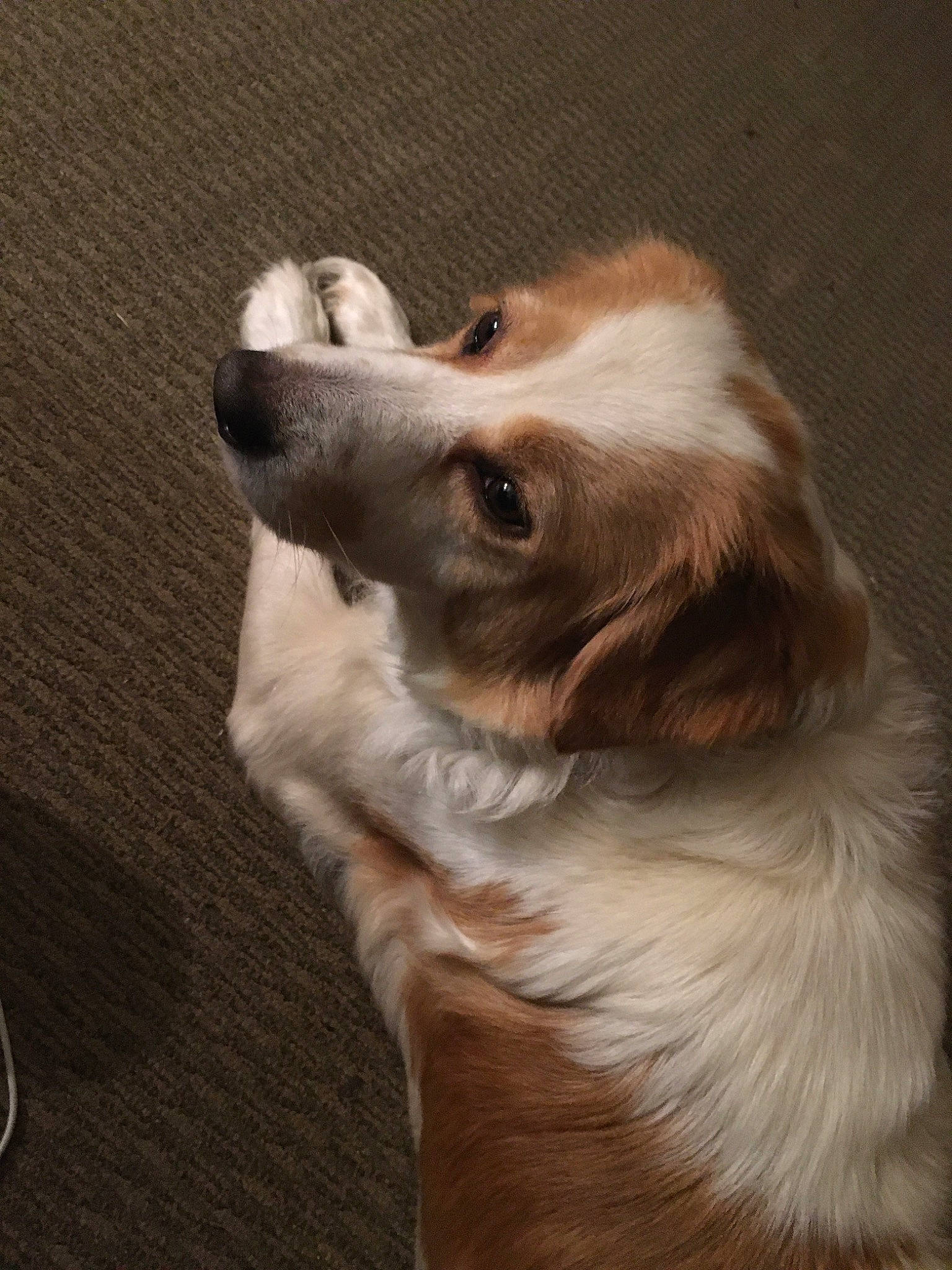 Gretchen is registered to the contest to win money with this photo: canidae, carnivore, companion_dog, dog, dog_breed, kooikerhondje, mammal, phalene, rare_breed_dog, small_greek_domestic_dog, snout, sporting_group