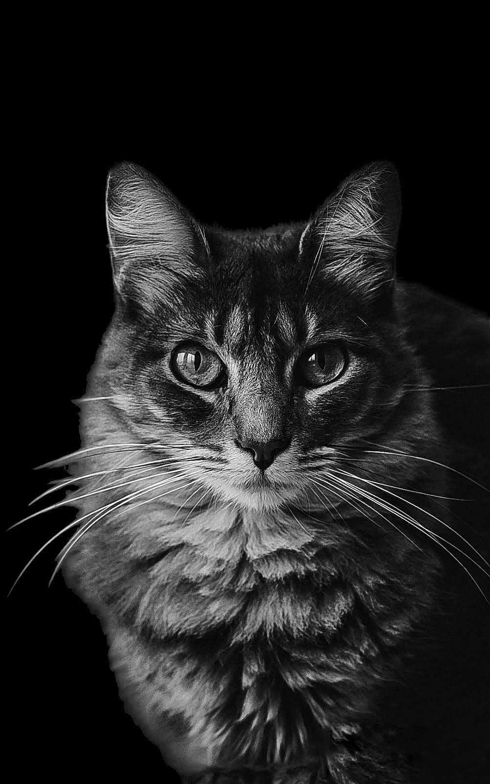 Idem participe au concours pour gagner de l'argent avec cette photo : cat, close_up, black_and_white, portrait, feline, whiskers, fur, animal, pet, eyes, ears, muzzle, texture, dark_background, mammal, domestic_animal, cute, face, head