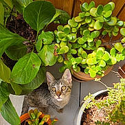 Nina a rejoint le concours — aidez-le/la à gagner de superbes lots ! cat, kitten, tabby, plant, potted_plant, succulent, greenery, wooden_fence, tiles, sunlight, outdoor, curious, looking_up, whiskers, pet, nature, home_garden, small_animal, floor, leaf