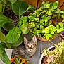 cat, kitten, tabby, plant, potted_plant, succulent, greenery, wooden_fence, tiles, sunlight, outdoor, curious, looking_up, whiskers, pet, nature, home_garden, small_animal, floor, leaf