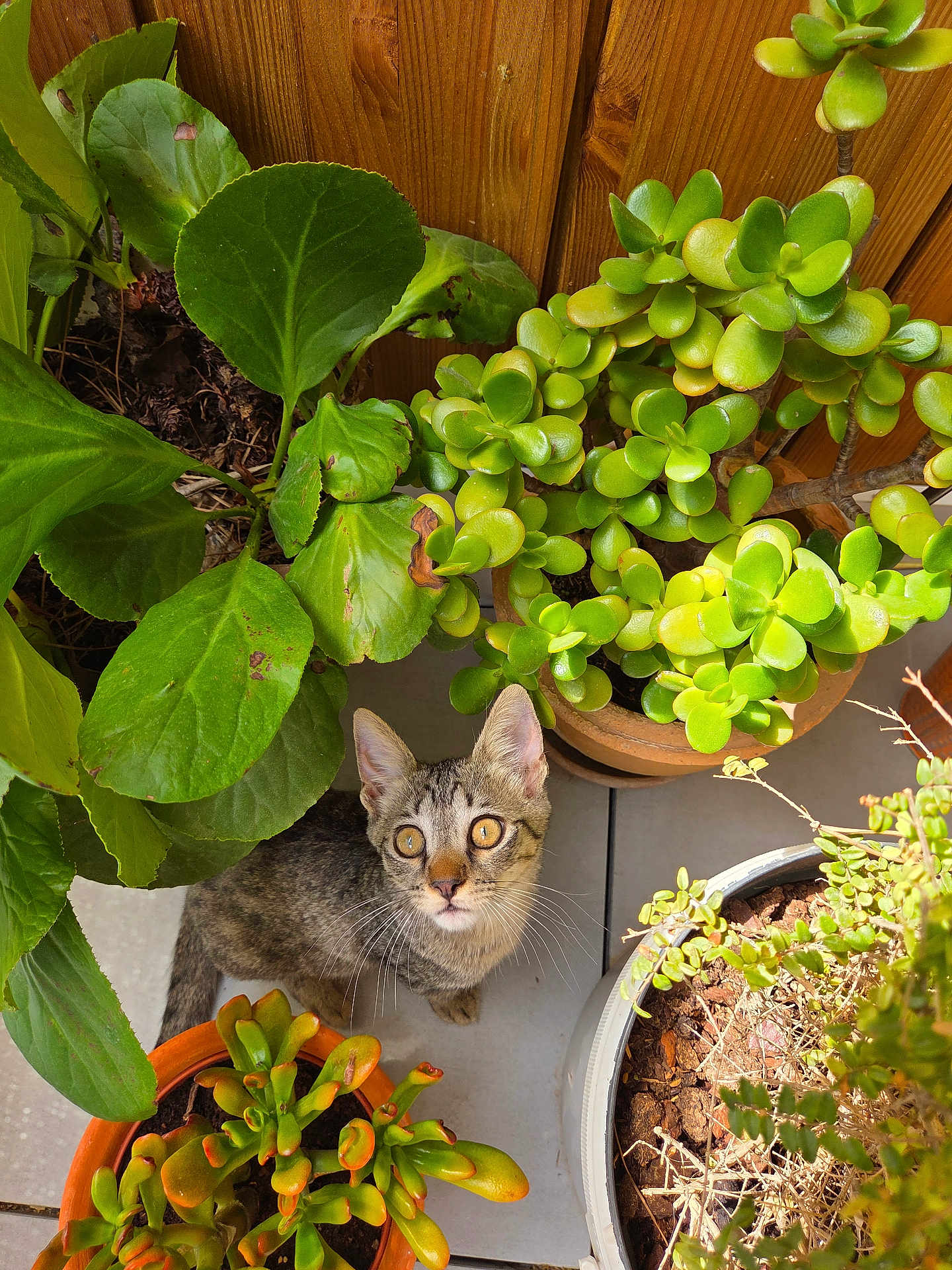 Nina a rejoint le concours — aidez-le/la à gagner de superbes lots ! cat, kitten, tabby, plant, potted_plant, succulent, greenery, wooden_fence, tiles, sunlight, outdoor, curious, looking_up, whiskers, pet, nature, home_garden, small_animal, floor, leaf