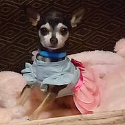 Lady joined the competition — help win amazing prizes! big_eyes, blanket, blue_collar, bow, chihuahua, couch, cute, dog, dress, fur, indoor, pet, pet_fashion, pink_dress, plush_bed, portrait, ruffle, sitting, small_dog, tiny