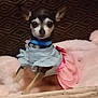 big_eyes, blanket, blue_collar, bow, chihuahua, couch, cute, dog, dress, fur, indoor, pet, pet_fashion, pink_dress, plush_bed, portrait, ruffle, sitting, small_dog, tiny