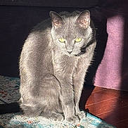 Grayson joined the competition — help win amazing prizes! cat, gray_cat, yellow_eyes, indoor, sunlight, rug, patterned_rug, couch, purple_couch, wooden_floor, pet, animal, feline, sitting, fur, shadow, cozy, domestic, quiet, relaxed