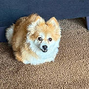 Goldie is registered to the contest to win money with this photo: dog, pomeranian, fluffy, carpet, indoor, pet, cute, small_dog, fur, sitting, looking_at_camera, brown, beige, animal, companion, domestic_animal, portrait, canine, friendly, relaxed