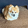 dog, pomeranian, fluffy, carpet, indoor, pet, cute, small_dog, fur, sitting, looking_at_camera, brown, beige, animal, companion, domestic_animal, portrait, canine, friendly, relaxed