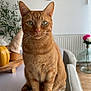 Roocky a rejoint le concours — aidez-le/la à gagner de superbes lots ! cat, ginger_cat, tabby, indoor, table, clock, plant, flower, vase, chair, wood_floor, home_interior, pet, feline, sitting, looking_at_camera, domestic_animal, whiskers, ears, green_eyes
