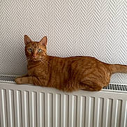 Roocky a rejoint le concours — aidez-le/la à gagner de superbes lots ! cat, ginger_cat, tabby, pet, indoor, radiator, wall, texture, feline, animal, resting, looking, curious, domestic, fur, ears, whiskers, green_eyes, side_view, relaxed