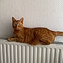 cat, ginger_cat, tabby, pet, indoor, radiator, wall, texture, feline, animal, resting, looking, curious, domestic, fur, ears, whiskers, green_eyes, side_view, relaxed