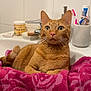 Roocky participe au concours pour gagner de l'argent avec cette photo : cat, orange_tabby, towel, bathroom, sink, toothbrush, soap, tile_wall, feline, pet, domestic_animal, relaxed, pink, fur, whiskers, ears, eyes, household, cleaning, resting