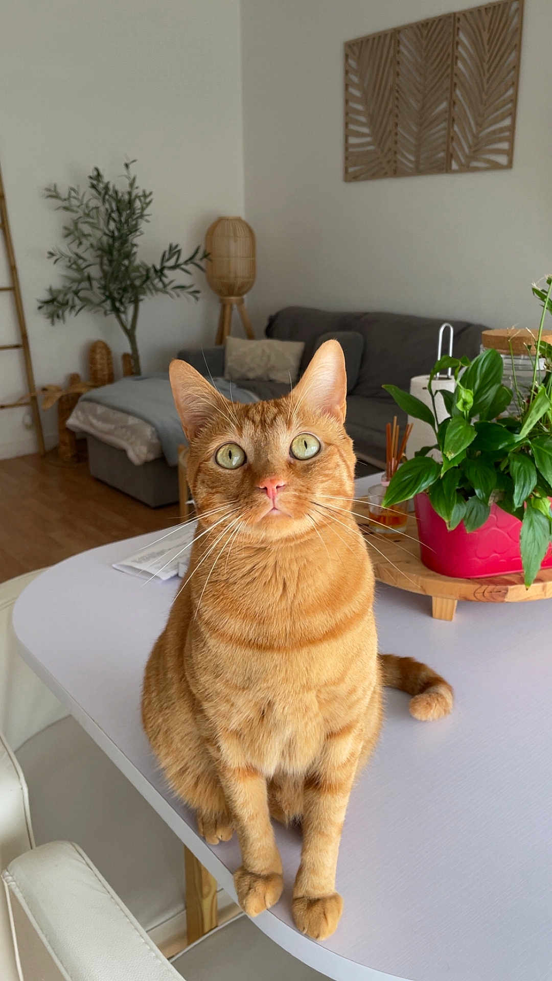 Roocky participe au concours pour gagner de l'argent avec cette photo : cat, ginger_cat, table, living_room, plant, sofa, cushion, wooden_lamp, wooden_decor, floor, chair, whiskers, green_eyes, curious, indoor, pet, feline, home, cozy, fur
