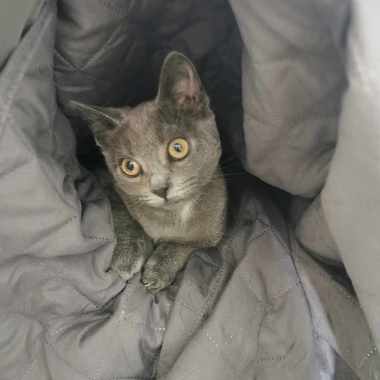 Bidule participe au concours pour gagner de l'argent avec cette photo : abyssinian, adult, animal, bed, blanket, cat, cushion, furniture, gray, homedecor, kitten, laundry, linen, male, man, manx, person, pet, quilt, siamese