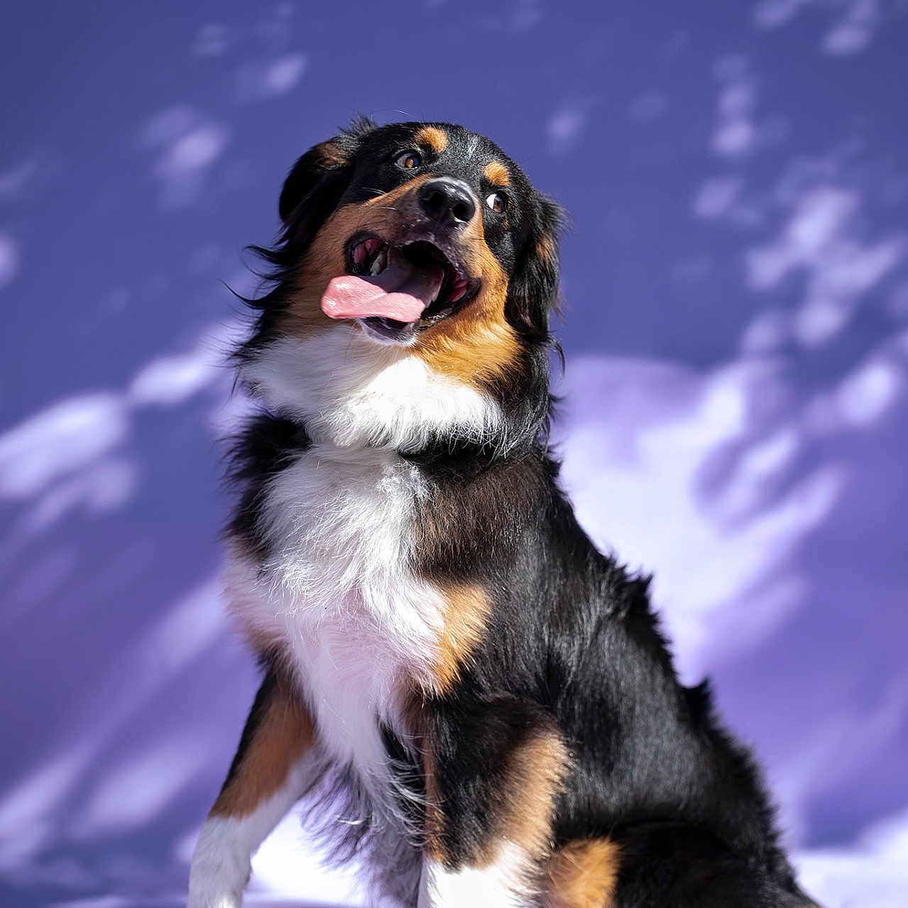 Aïko participe au concours pour gagner de l'argent avec cette photo : animal, canine, cute, dog, expression, fluffy, friendly, fur, happy, light, pet, photography, playful, portrait, purple_background, shadow, sitting, studio, tongue_out, tricolor