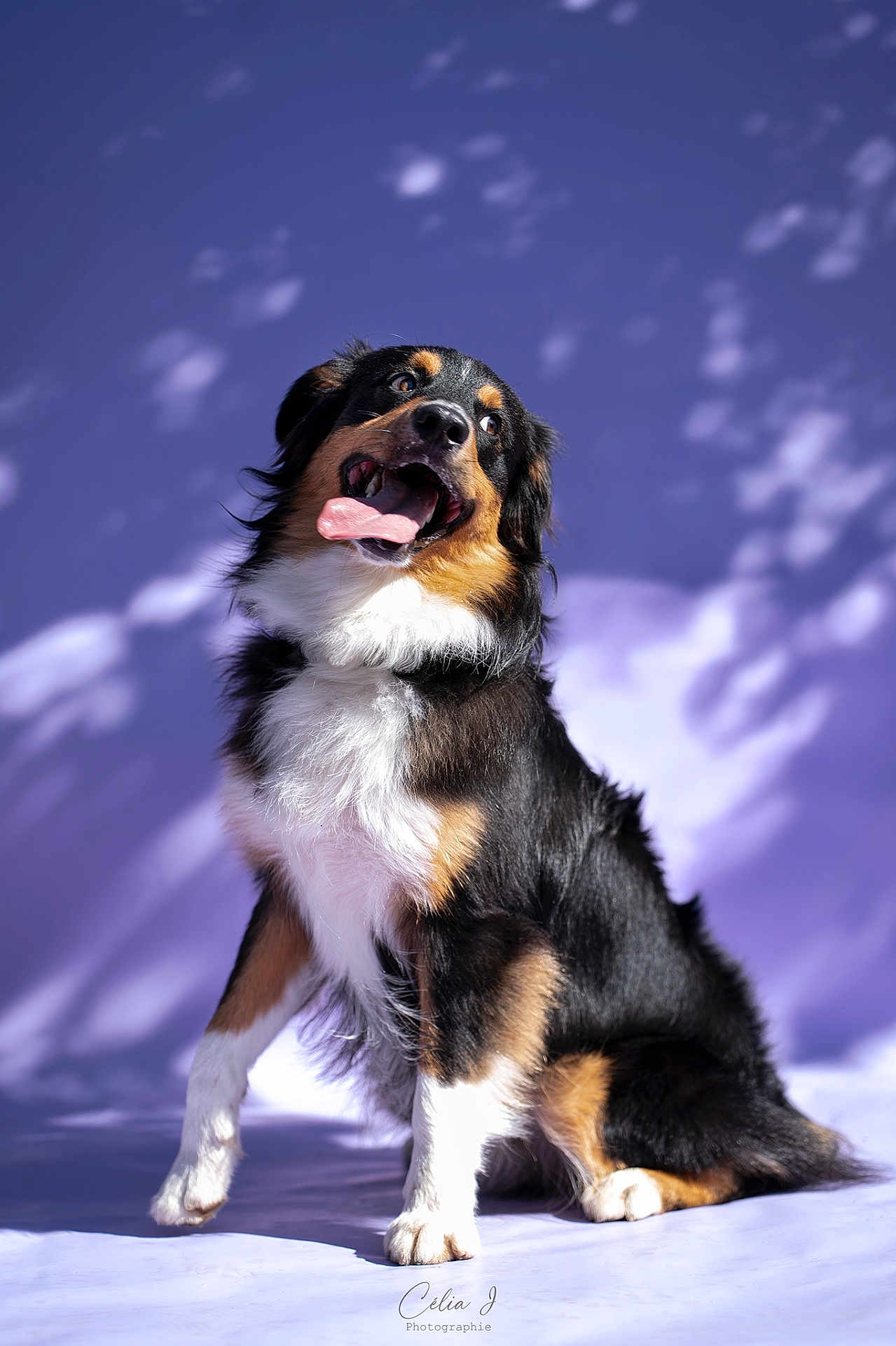 Aïko participe au concours pour gagner de l'argent avec cette photo : dog, tricolor, tongue_out, playful, sitting, fur, pet, animal, studio, purple_background, shadow, light, portrait, happy, canine, fluffy, cute, photography, expression, friendly
