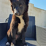 Orea a rejoint le concours — aidez-le/la à gagner de superbes lots ! puppy, dog, black_fur, white_fur, outdoor, sunlight, woven_chair, pet, animal, ears_up, curious, alert, sitting, close_up, fence, wall, blue_sky, daylight, young_dog, cute