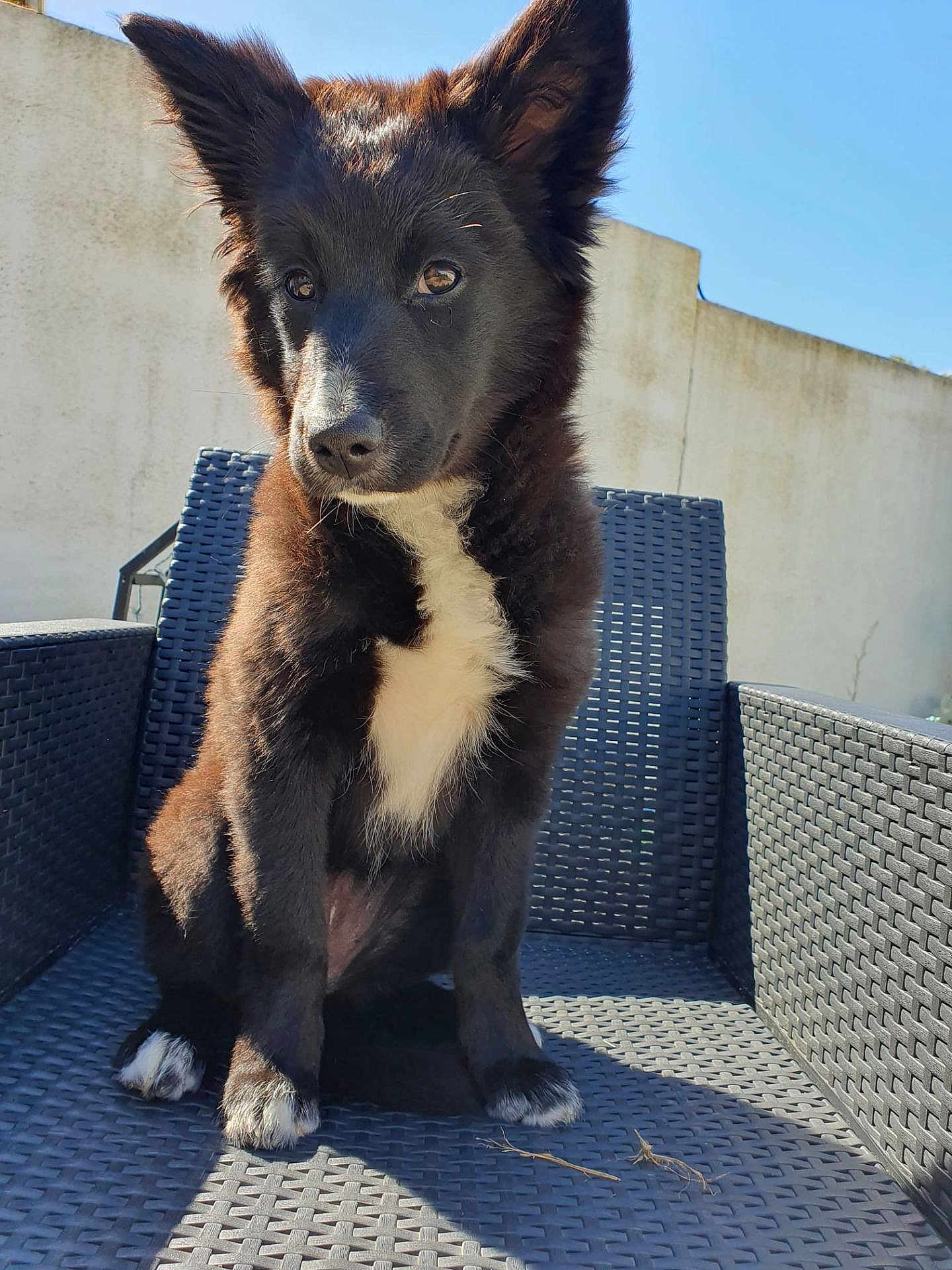 Orea a rejoint le concours — aidez-le/la à gagner de superbes lots ! puppy, dog, black_fur, white_fur, outdoor, sunlight, woven_chair, pet, animal, ears_up, curious, alert, sitting, close_up, fence, wall, blue_sky, daylight, young_dog, cute