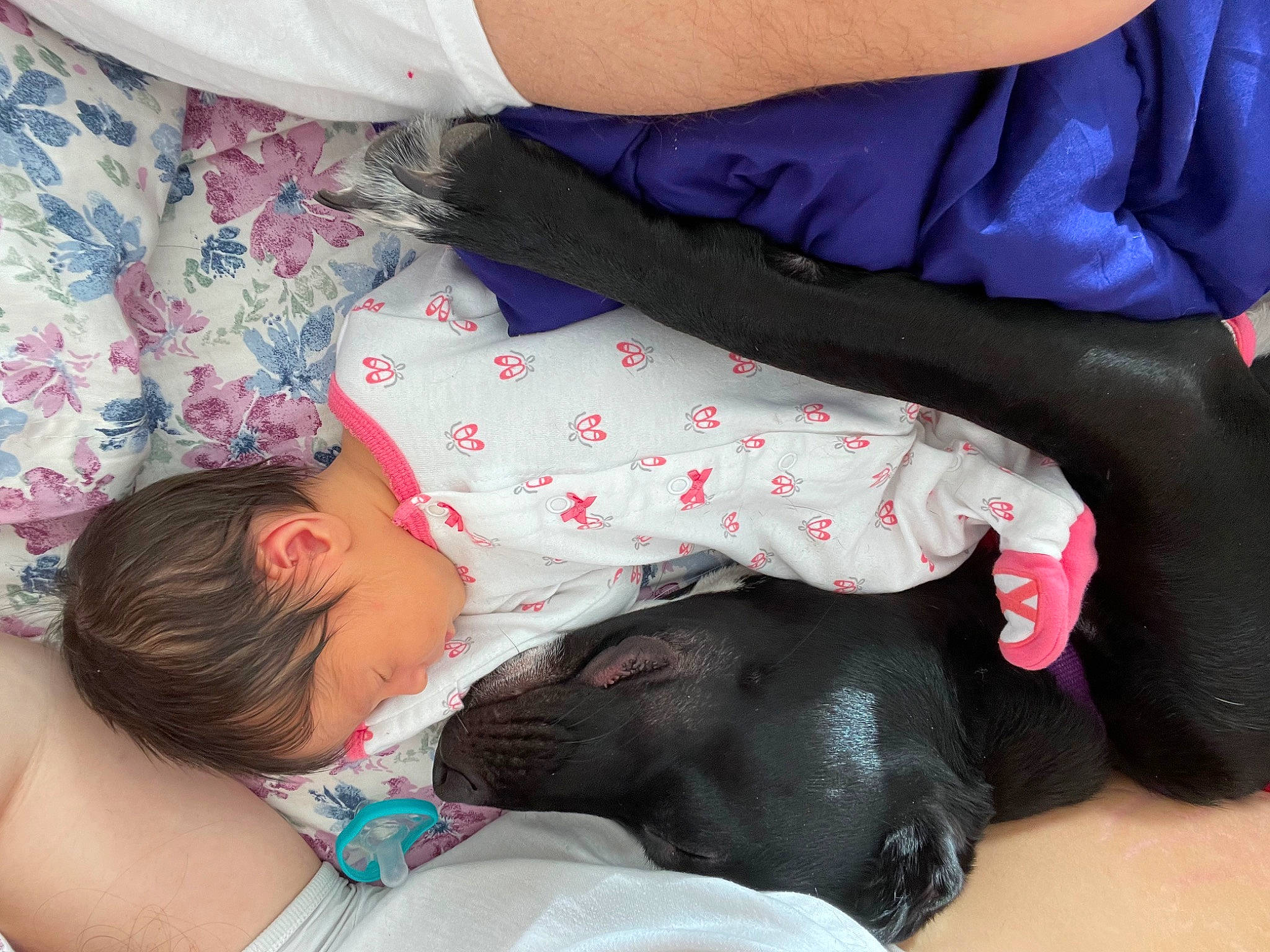 Amani joined the competition — help win amazing prizes! baby, baby_products, baby_sleeping, baby_toddler_clothing, child, comfort, companion_dog, dog, dog_breed, elbow, lap, linens, mammal, nap, pattern, person, sleep, sleeve, thigh, toddler