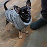 Lily a rejoint le concours — aidez-le/la à gagner de superbes lots ! black_and_tan, bowl, curious, dog, domestic, ears_up, flooring, foot, home, indoor, looking_up, mop, person, pet, puppy, small_dog, sock, standing, sweater, wooden_floor