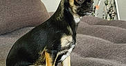 Lily participe au concours pour gagner de l'argent avec cette photo : background, black_dog, brown, couch, cozy, dog, domestic_animal, ears_up, furniture, gray, holiday_decor, indoor, pet, side_view, sitting, small_dog, star_decoration, tan_dog, texture, thoughtful