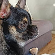 Lily participe au concours pour gagner de l'argent avec cette photo : animal, black_fur, close_up, companion, couch, dog, domestic, ears, face, furniture, indoor, looking_away, pet, profile, small_dog, tan_fur, teddy_bear, toy, whiskers, wood_floor