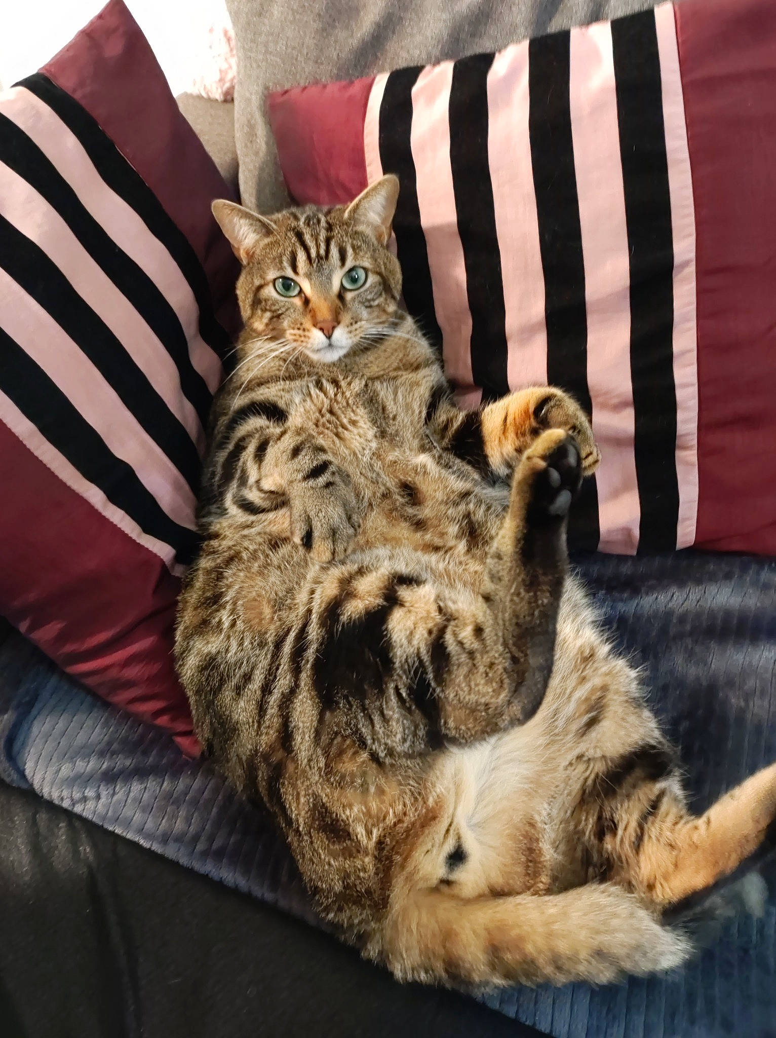 Fluffy participe au concours pour gagner de l'argent avec cette photo : bed, carnivore, cat, claw, comfort, couch, cushion, domestic_short_haired_cat, felidae, fur, linens, paw, pillow, sitting, small_to_medium_sized_cats, snout, tail, textile, throw_pillow, whiskers