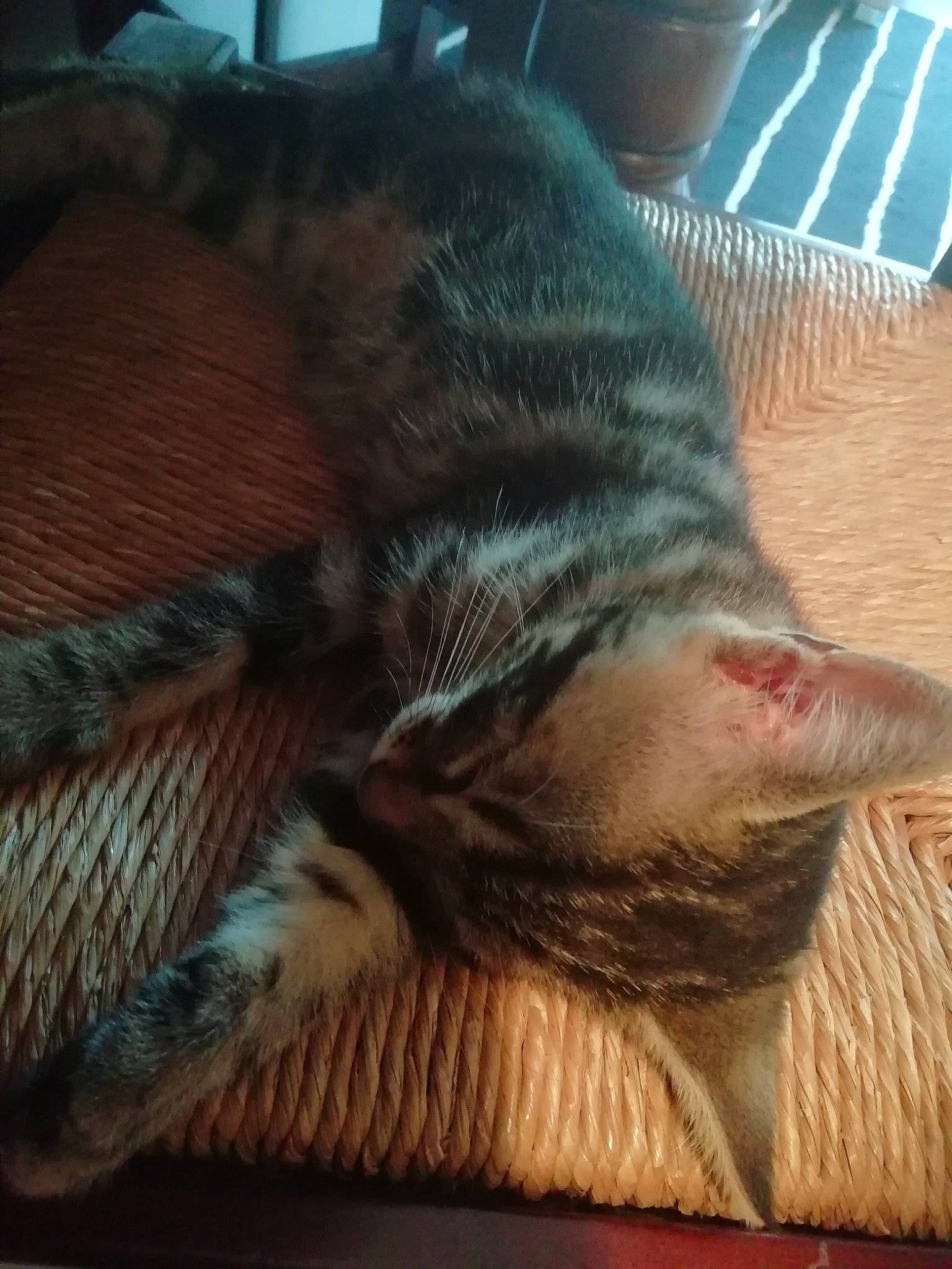 Fluffy a rejoint le concours — aidez-le/la à gagner de superbes lots ! carnivore, cat, claw, close_up, comfort, domestic_short_haired_cat, ear, felidae, foot, fur, grass, human_leg, nap, paw, small_to_medium_sized_cats, snout, tail, whiskers, window, wood