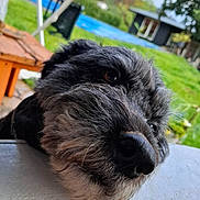 Nutella a rejoint le concours — aidez-le/la à gagner de superbes lots ! dog, close_up, outdoor, grass, pool, wood, resting, black_dog, gray_fur, fence, garden, pet, animal, snout, portrait, daylight, relaxed, nature, house, backyard