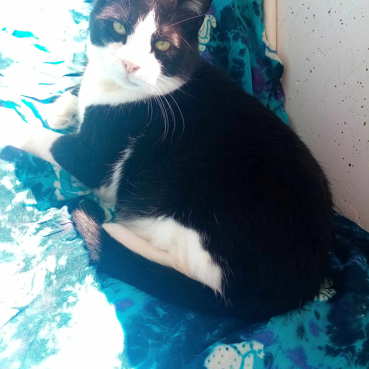 Pastaga participe au concours pour gagner de l'argent avec cette photo : cat, black_and_white, pet, animal, feline, indoor, blanket, blue, pattern, fur, whiskers, relaxed, looking, sunlight, cozy, resting, cute, domestic, companion, curious