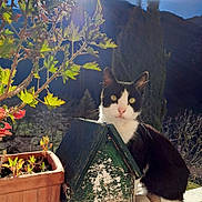 Pastaga a rejoint le concours — aidez-le/la à gagner de superbes lots ! cat, black_and_white_cat, birdhouse, potted_plant, leaves, sunlight, outdoor, nature, mountains, daylight, animal, pet, curious, feline, plant_pot, wood, greenery, scenic, sunbeam, wildlife