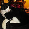 Pastaga a rejoint le concours — aidez-le/la à gagner de superbes lots ! cat, black_and_white, indoor, pet, feline, animal, resting, domestic, fur, whiskers, yellow_eyes, relaxed, household, cozy, background, table, fabric, soft, closeup, portrait