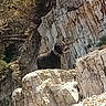 dog, black_dog, rock, cliff, outdoor, nature, wildlife, collar, animal, landscape, tree, forest, stone, sunlight, pet, mammal, standing, scenery, wilderness, adventure