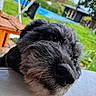 dog, close_up, outdoor, bench, grass, backyard, pool, fur, pet, animal, nature, daylight, resting, black_dog, scruffy, nose, portrait, wood, relaxed, garden