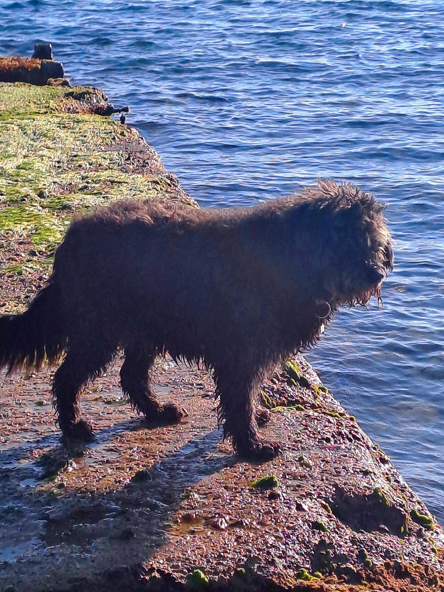 Nutella a rejoint le concours — aidez-le/la à gagner de superbes lots ! beach, body_of_water, canidae, carnivore, coast, dog, dog_breed, fur, lake, ocean, rock, shadow, sporting_group, tail, terrestrial_animal, water, wave, wildlife, wind_wave, wood